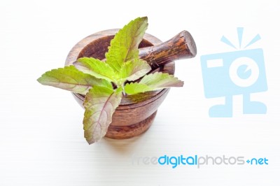 Holy Basil  In Wooden Mortar On White Background Stock Photo