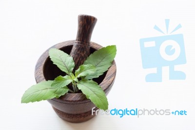 Holy Basil In Wooden Mortar  On White Background Stock Photo