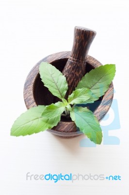 Holy Basil In Wooden Mortar  On White Background Stock Photo