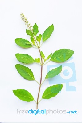 Holy Basil On White Background Stock Photo