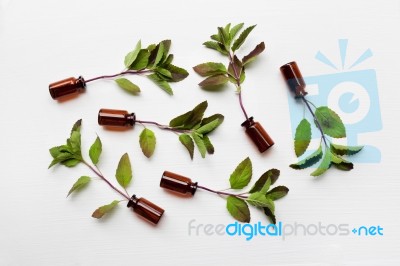 Holy Basil  On White Background Stock Photo