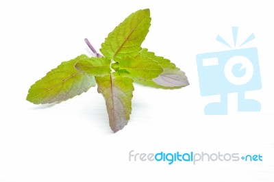 Holy Basil  On White Background Stock Photo