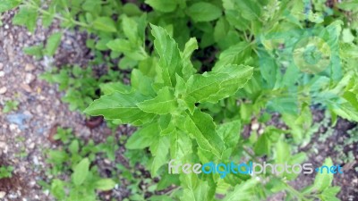 Holy Basil Tree Stock Photo