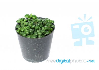 Home Plant In Pot Isolated On White Stock Photo