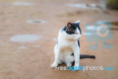 Homeless Cat Black And White Sitting Along Site Road Stock Photo