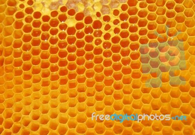 Honey Stock Photo