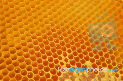 Honey Stock Photo