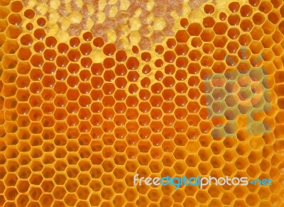 Honey Stock Photo