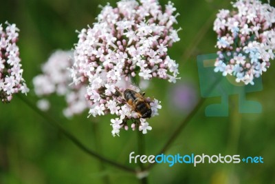 Honey Bee Stock Photo