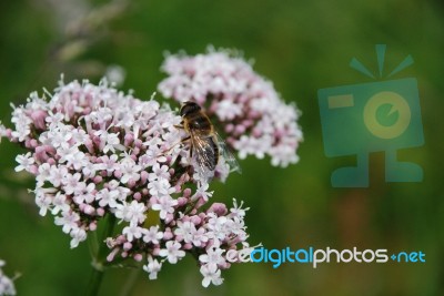 Honey Bee Stock Photo