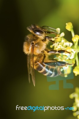 Honey Bee Stock Photo