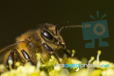 Honey Bee Stock Photo