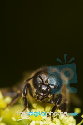 Honey Bee Stock Photo