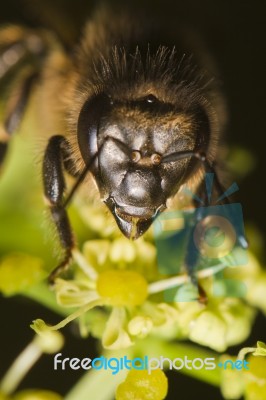 Honey Bee Stock Photo