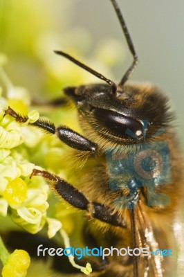 Honey Bee Stock Photo