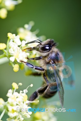 Honey Bee Stock Photo