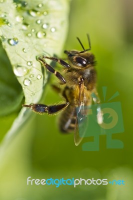 Honey Bee Stock Photo