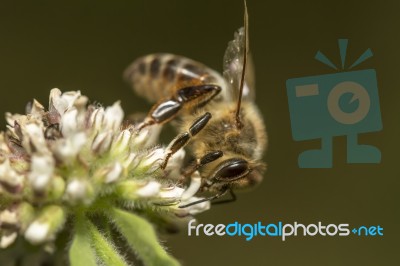 Honey Bee Collecting Nectar Stock Photo