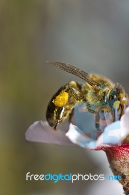 Honey Bee Insect Stock Photo