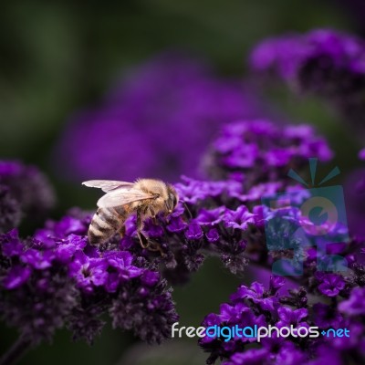 Honey Bee On Purple Flower Stock Photo