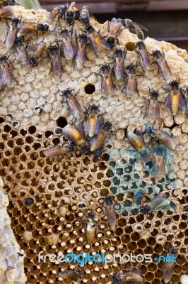 Honeycomb Stock Photo