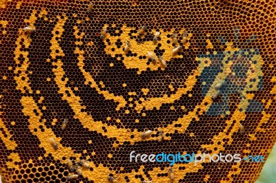 Honeycomb Stock Photo