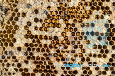 Honeycomb Stock Photo