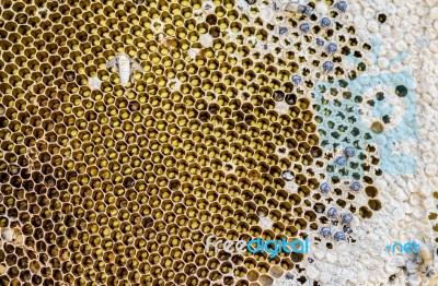 Honeycomb Stock Photo