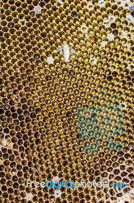 Honeycomb Stock Photo