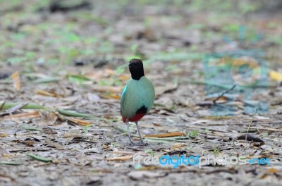 Hooded Pitta Stock Photo