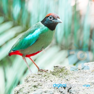 Hooded Pitta Stock Photo