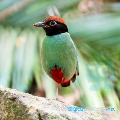 Hooded Pitta Stock Photo