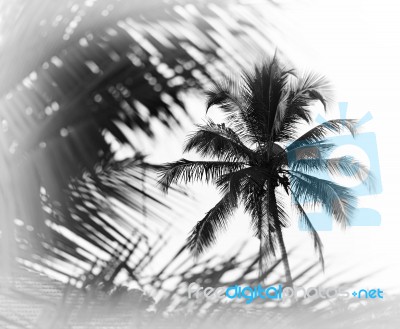 Horizontal Black And White Indian Palm Tree Memories Vignette Bo… Stock Photo