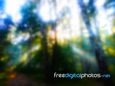 Horizontal Dramatic Sun Rays In Forest Bokeh Background Stock Photo