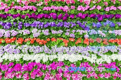 Horizontal Rows Of Various Colored Flowers Stock Photo