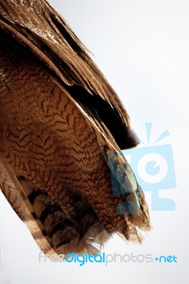 Horned Owl Tail Stock Photo