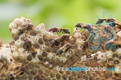 Hornet On Net Stock Photo