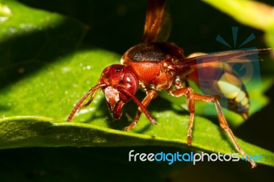 Hornet Wasp Stock Photo