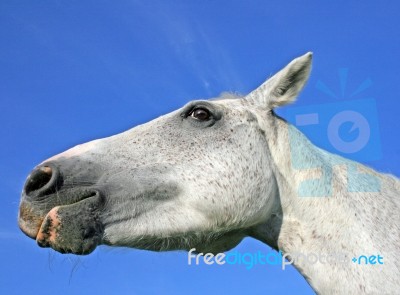 Horse Stock Photo