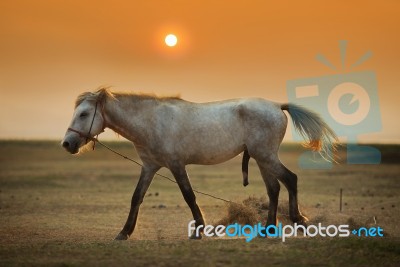 Horse Stock Photo