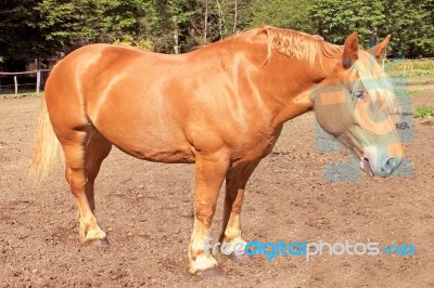 Horse Stock Photo