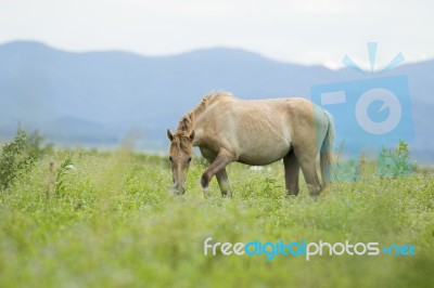 Horse Stock Photo