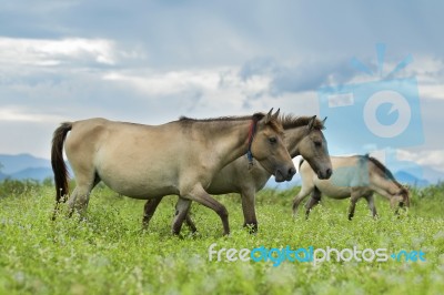 Horse Stock Photo