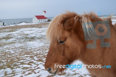 Horse Stock Photo