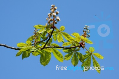 Horse Chestnut Tree Bursting With New Growth Stock Photo