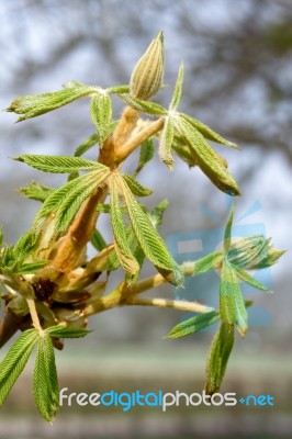 Horse Chestnut Tree Bursting With New Growth Stock Photo