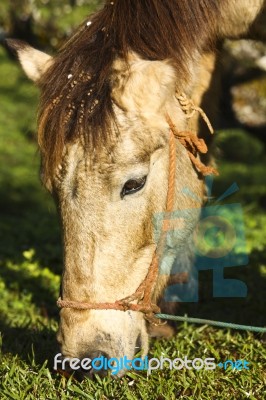 Horse Eating Grass Stock Photo