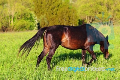 Horse Eating Green Grass Stock Photo