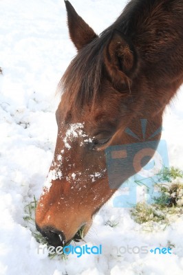 Horse Eating The Snow Stock Photo