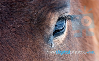 Horse Eye Stock Photo